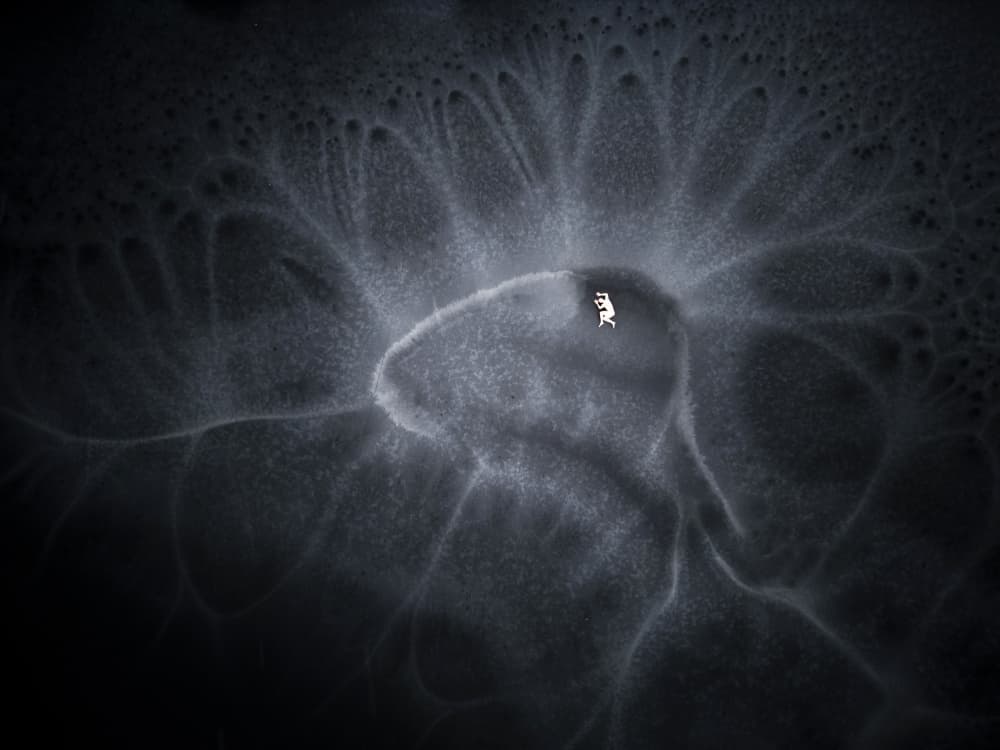 Solitary Animal Winterscape by Leszek Paradowski — canvas wall art
