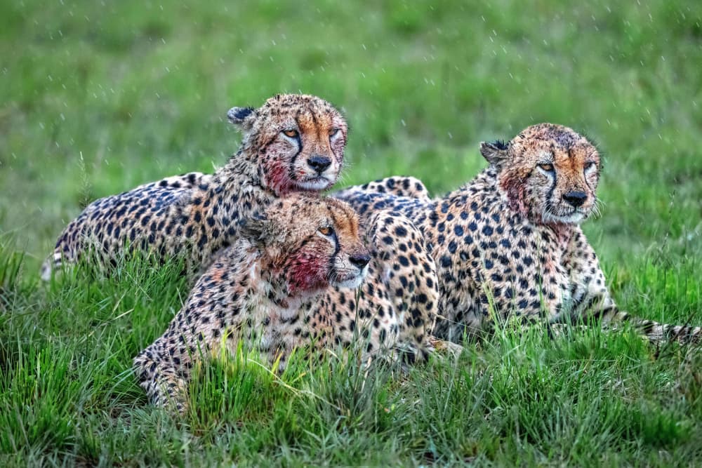 Three Cheetahs After Hunt by Xavier Ortega — canvas wall art