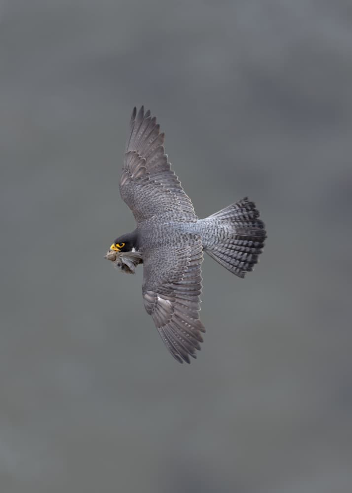 Peregrine Falcon Hunts Prey by Bill Lu — canvas wall art