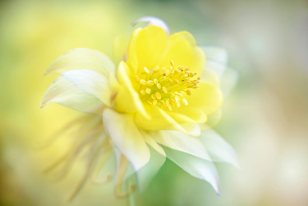 Soft Yellow Bloom by Jacky Parker — canvas wall art
