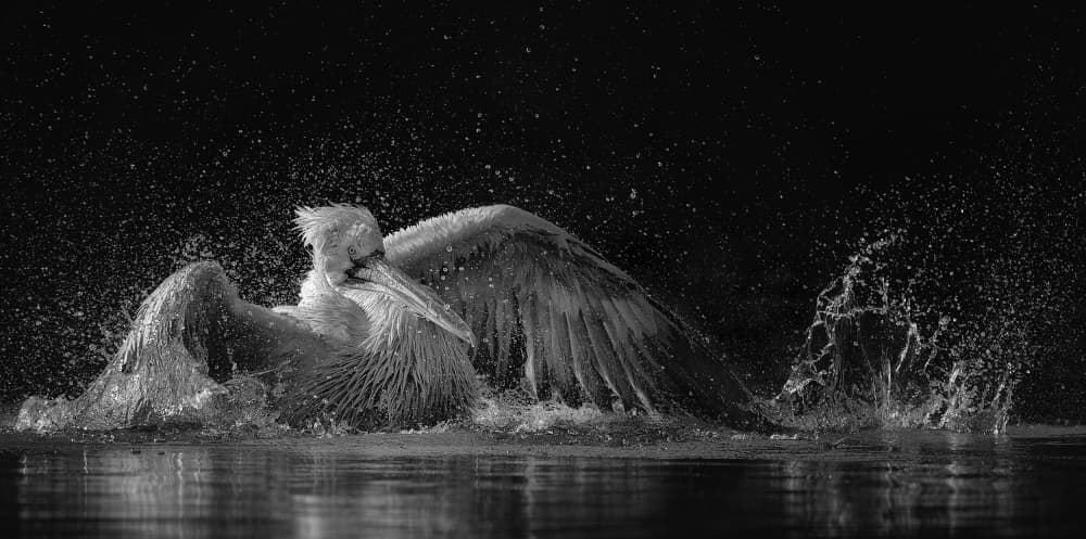 White Pelican Splashing by C.S. Tjandra — canvas wall art