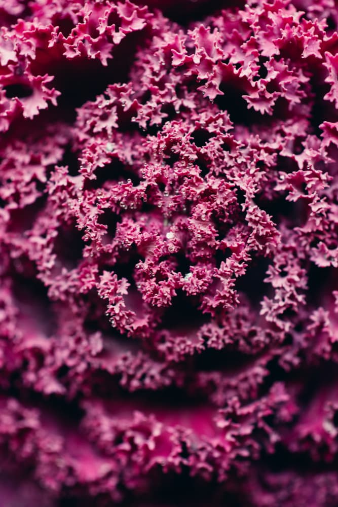 Deep Magenta Ruffled Kale by Javier Pardina — canvas wall art