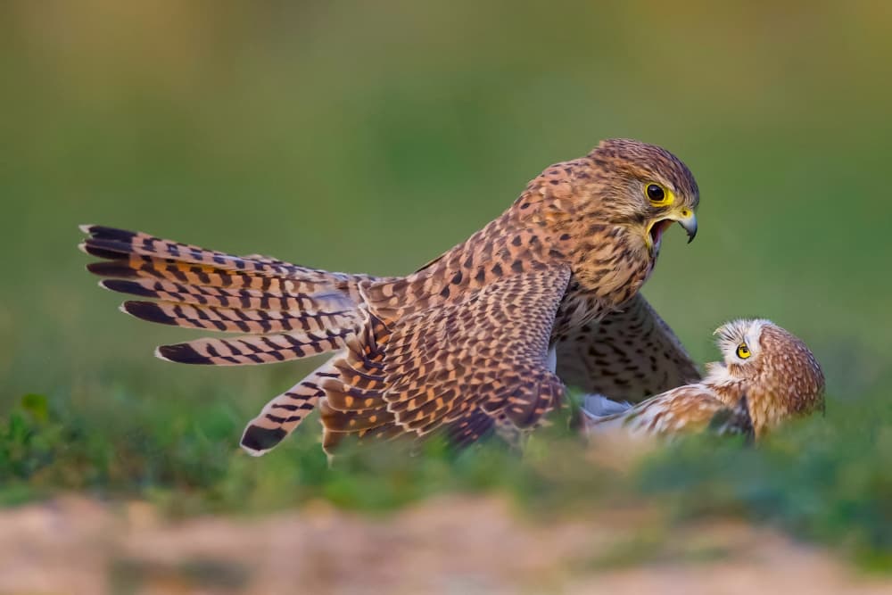 Raptor and Owl Encounter by David Manusevich — canvas wall art