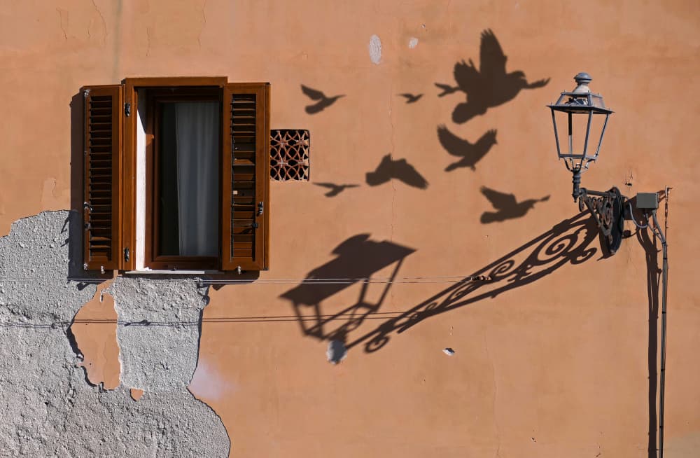 Sunny Wall Bird Shadows by Giorgio Pizzocaro — canvas wall art
