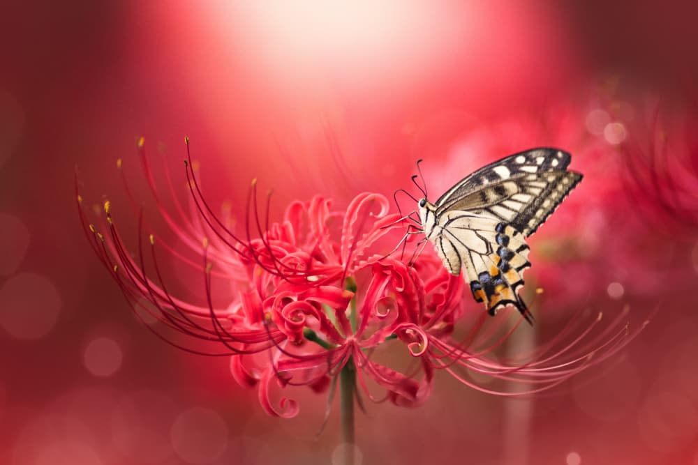 Butterfly and Spider Lily by Takashi Suzuki — canvas wall art