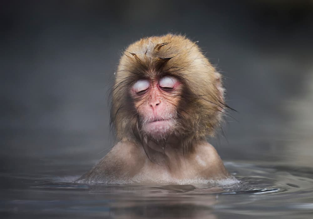 Relaxing Snow Monkey by C.S. Tjandra — canvas wall art