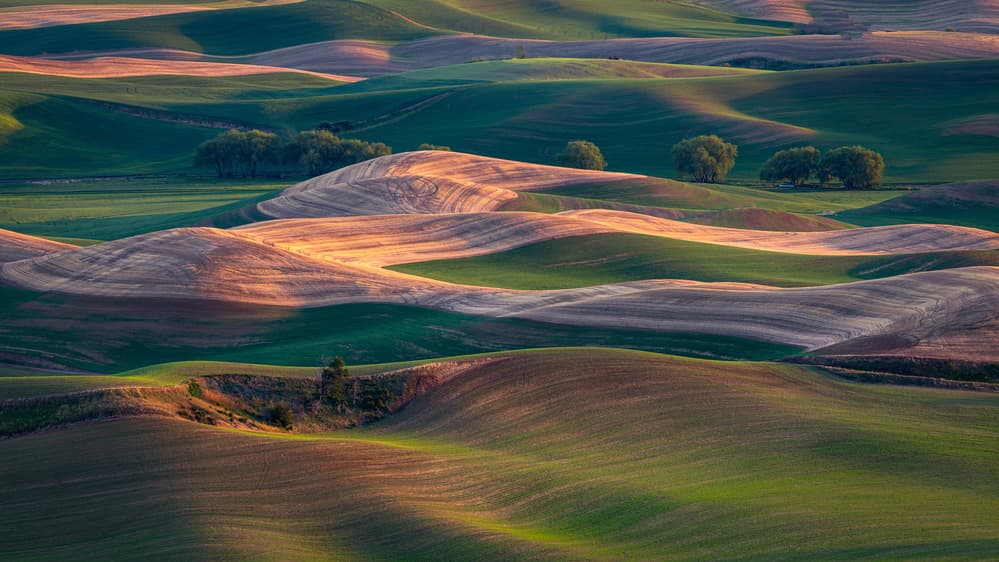 Golden Rolling Hills by Dennis Zhang — canvas wall art