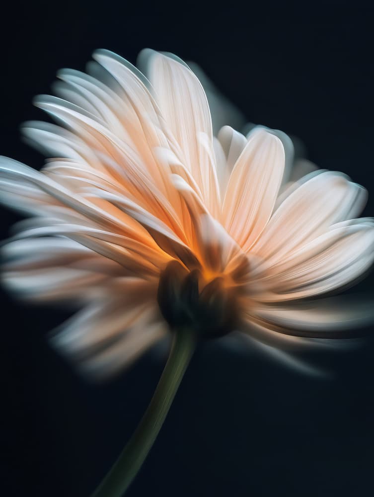 Soft Glowing Flower by Bilge Paksoylu — canvas wall art