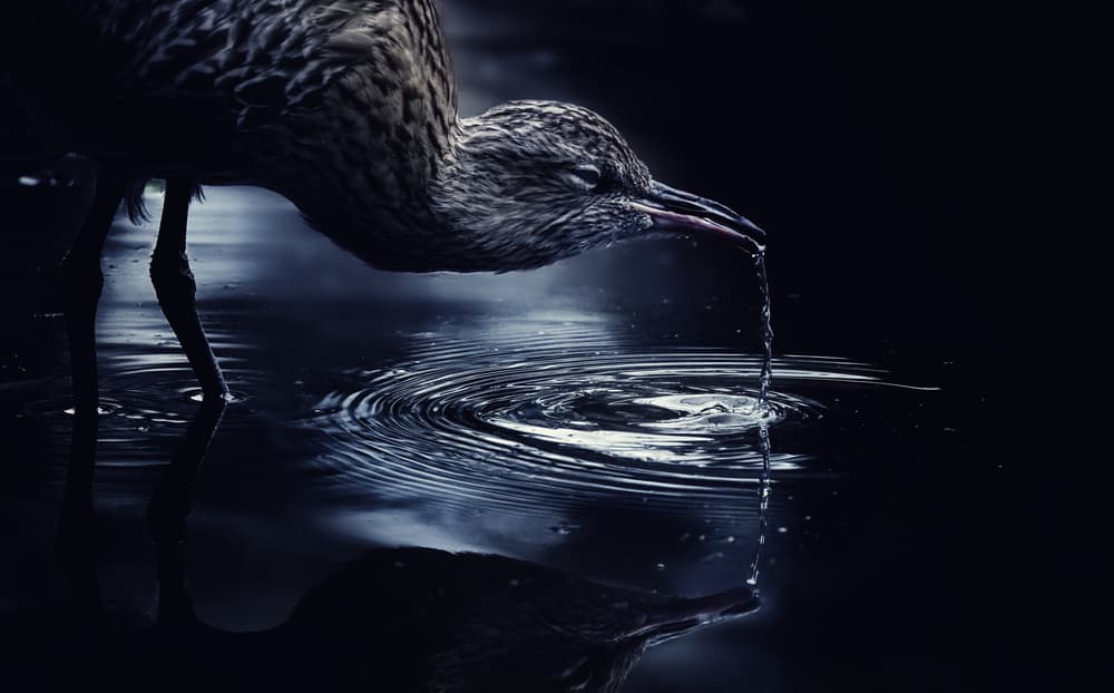 Serene Bird Reflection by Takashi Suzuki — canvas wall art