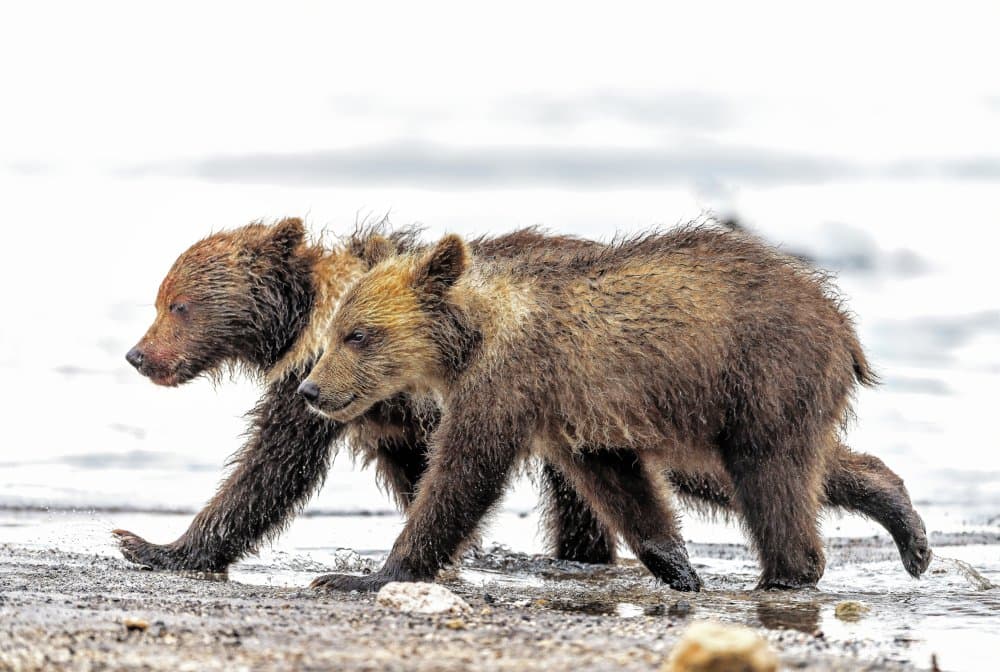 Two Bear Cubs Walking by Giuseppe DAmico — canvas wall art