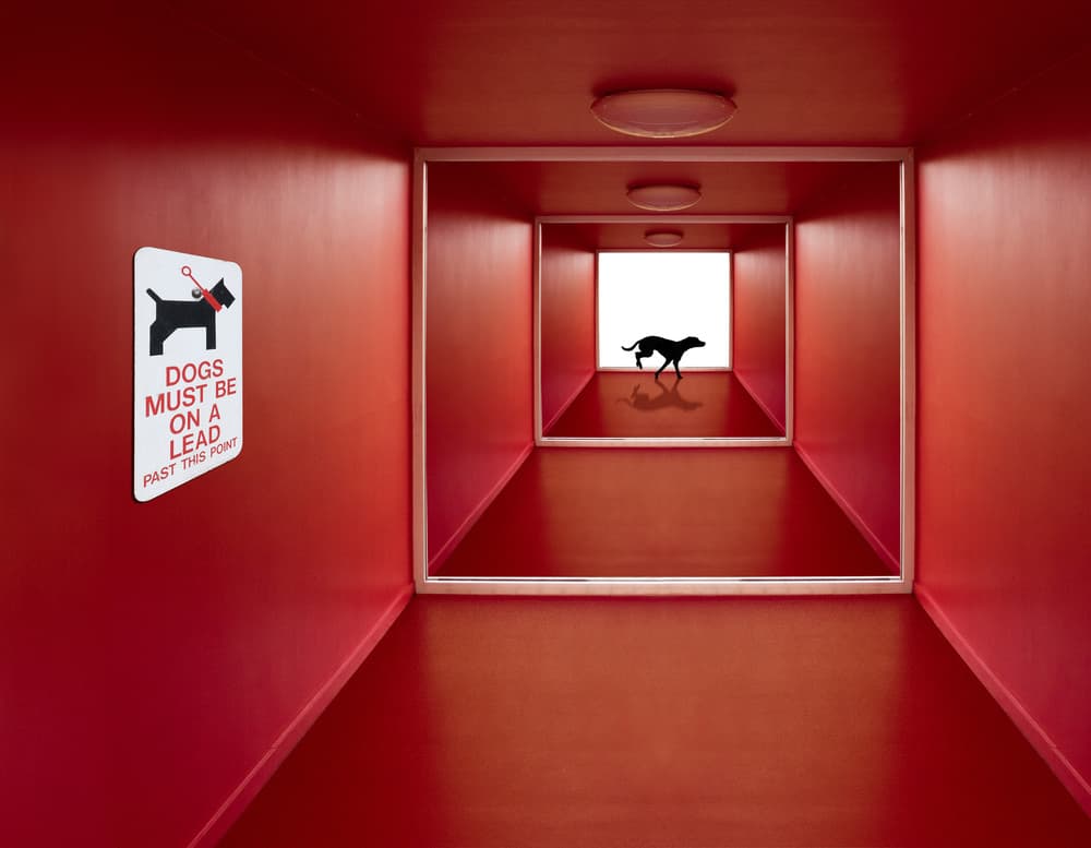 Red Hallway Dog Silhouette by Jacqueline Hammer — canvas wall art