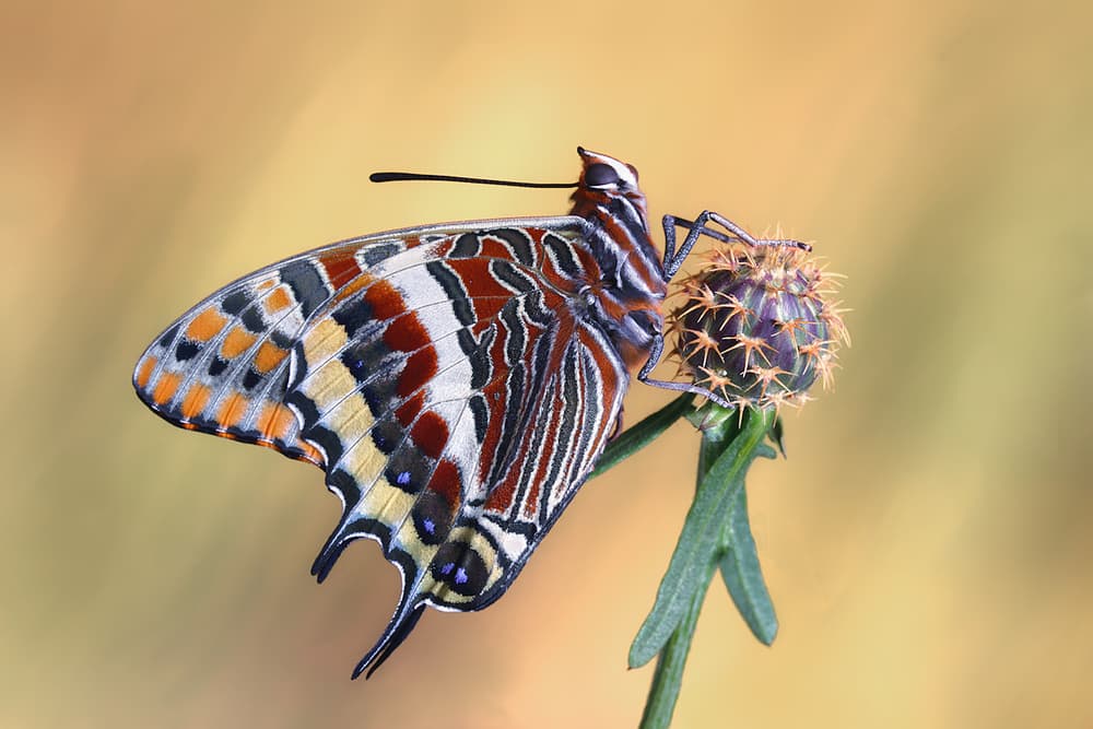 Colorful Butterfly on Bloom by Jimmy Hoffman — canvas wall art