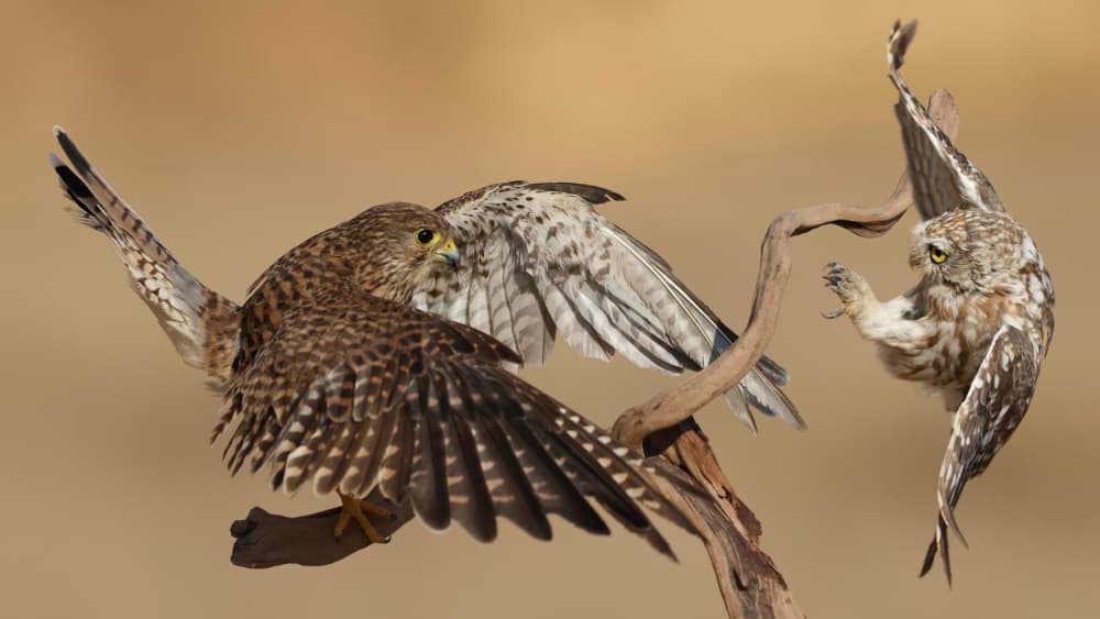Kestrel and Owl Action by David Manusevich — canvas wall art