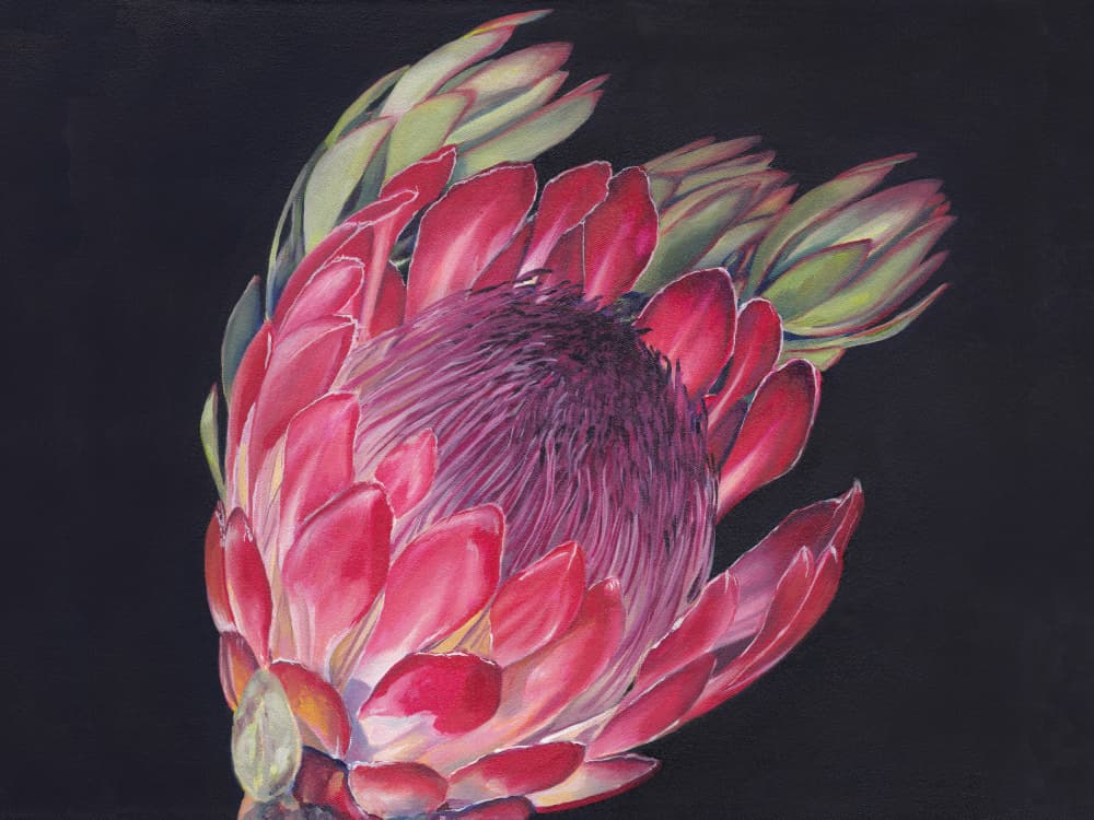 Vibrant King Protea by Viccy Wanliss — canvas wall art