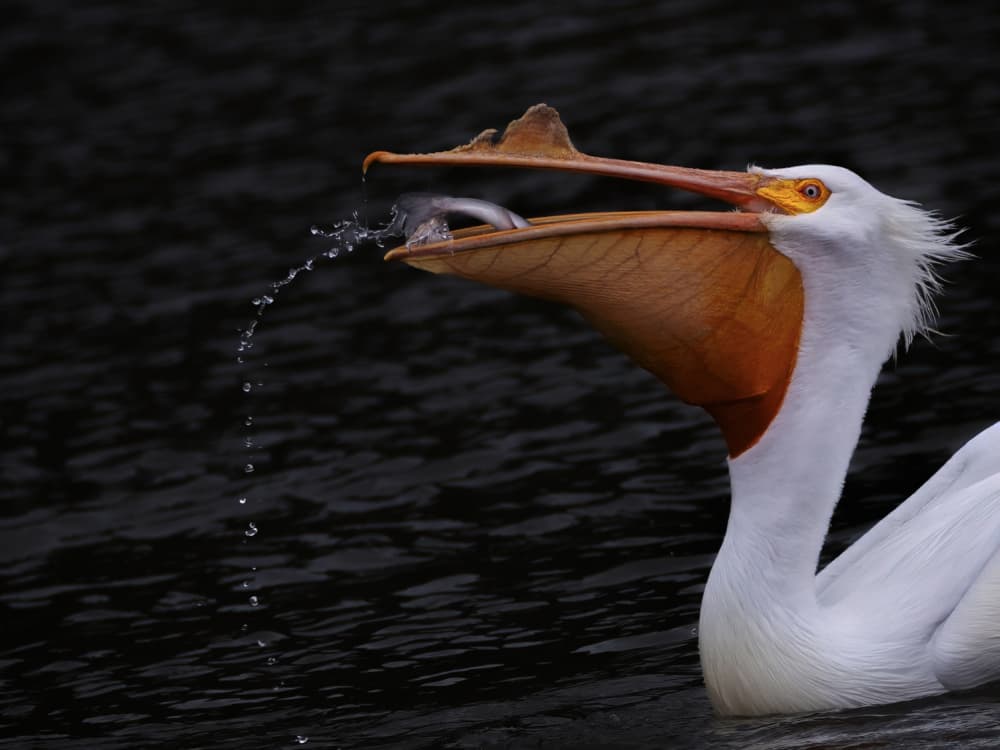 Pelican Fishing Splash by Taksing (吉星高照) — canvas wall art