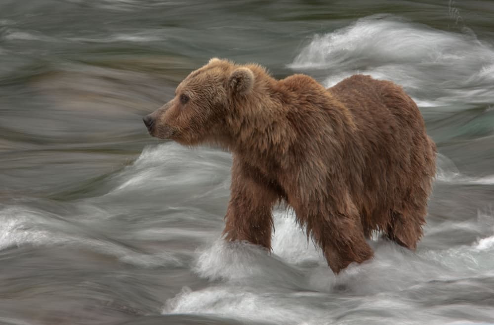 Grizzly River Walk by Nick Kalathas — canvas wall art