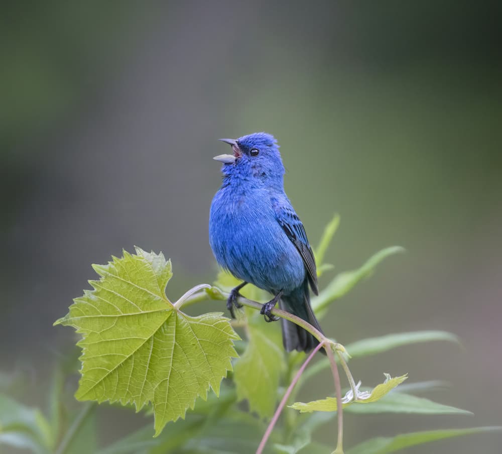 Singing Indigo Bunting by Larry Deng APA — canvas wall art