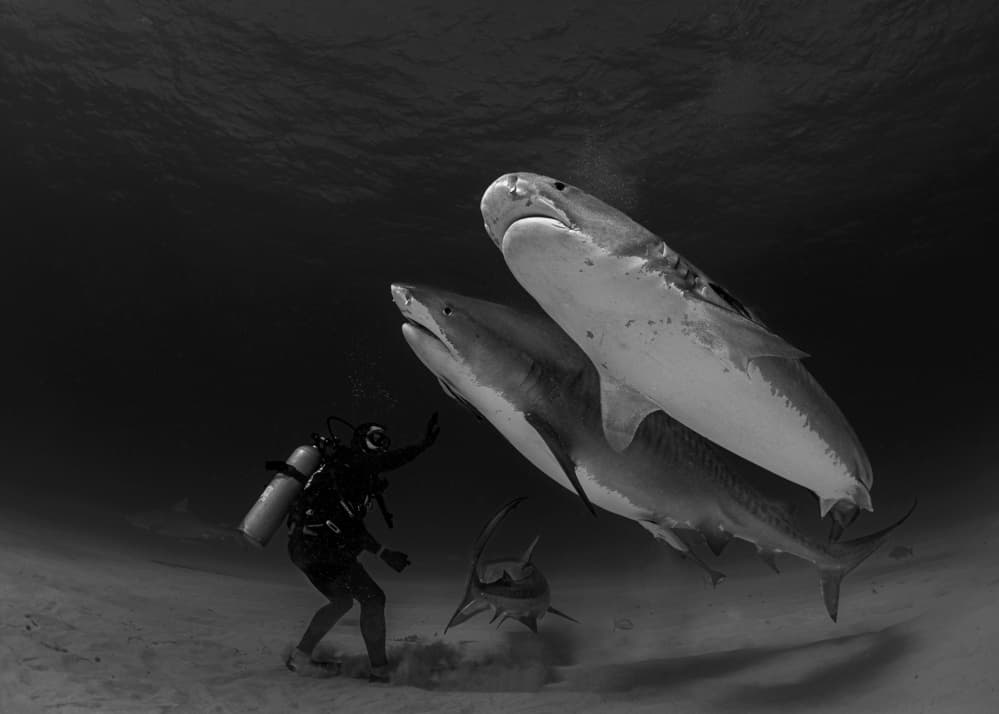 Diver Meets Tiger Sharks by Jennifer Lu — canvas wall art