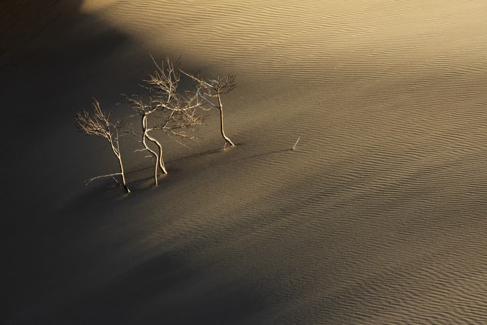 Golden Desert Trees by Alexey Kharitonov — canvas wall art