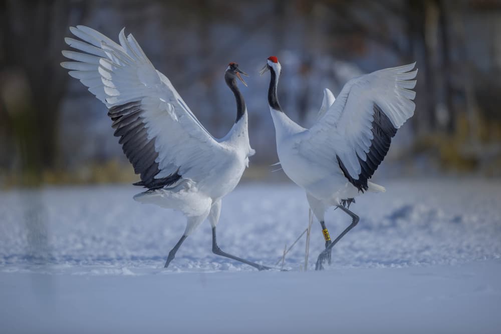 Red-crowned Cranes Dance by Judy Tseng — canvas wall art