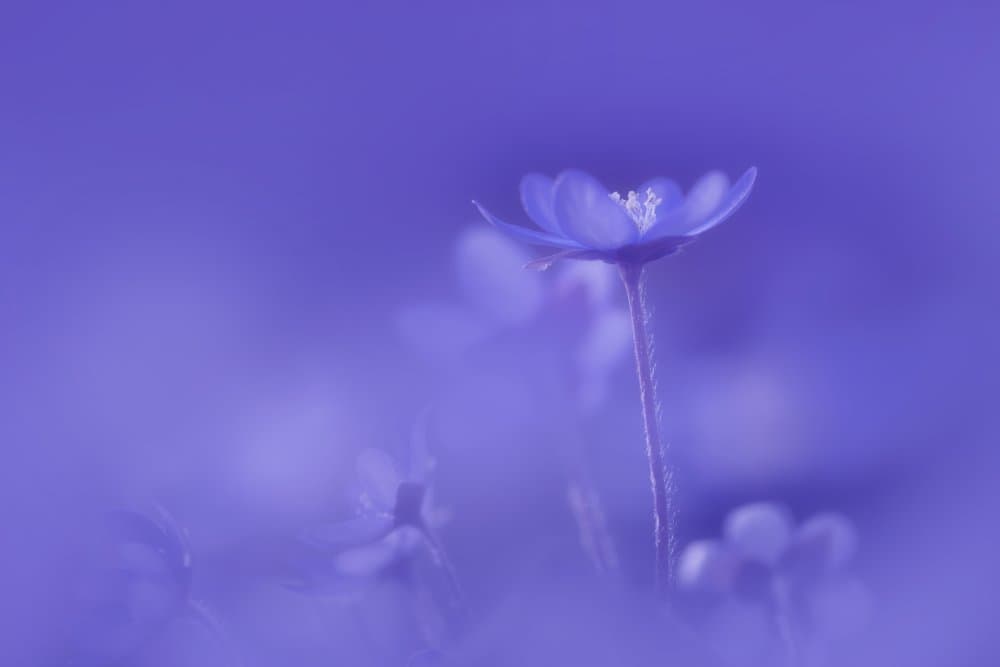 Delicate Purple Bloom by Norbert Maier — canvas wall art