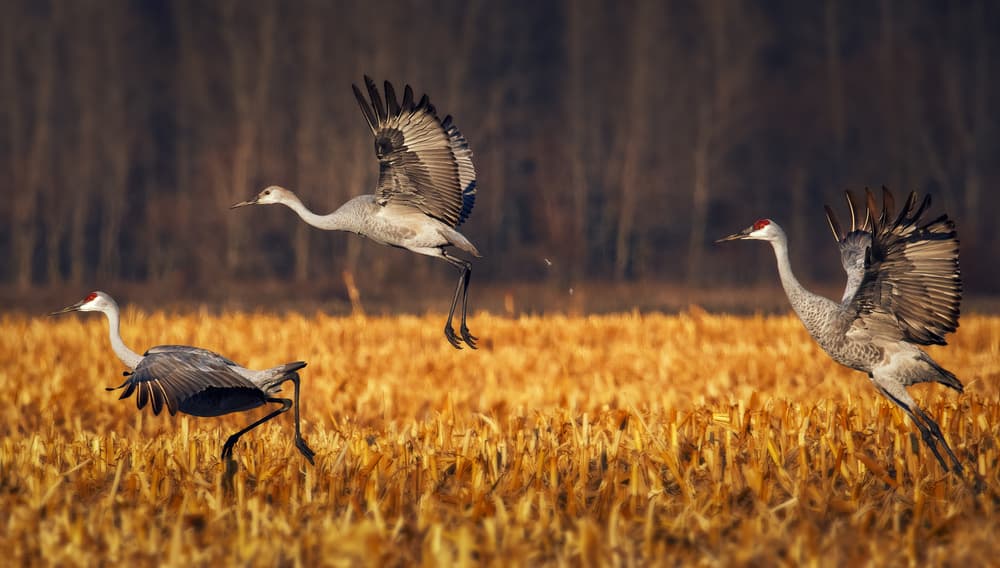 Sandhill Cranes Flying by Yu Cheng — canvas wall art