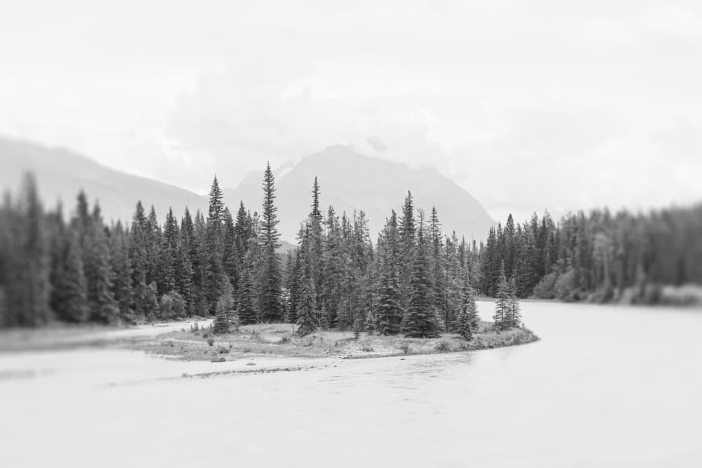Serene Forest River by Lynann Colligan — canvas wall art