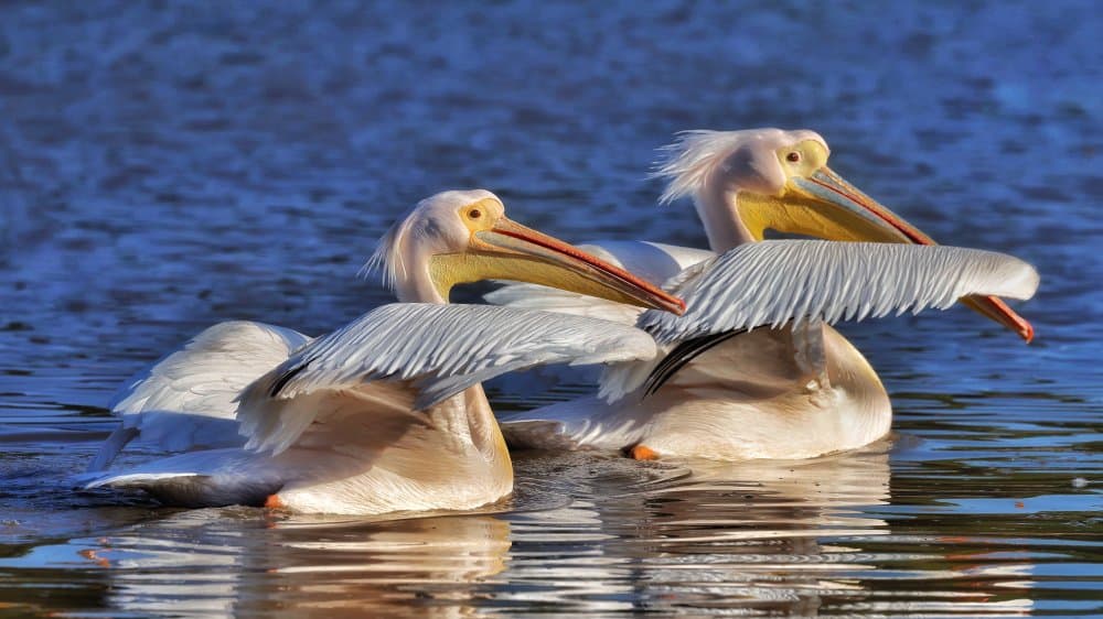 Pelicans On Blue Water by David Manusevich — canvas wall art