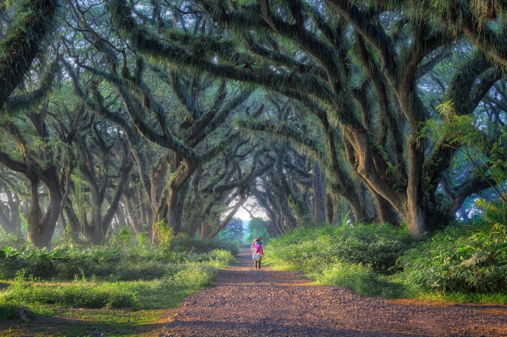 Enchanted Forest Path by ANNA AN — canvas wall art