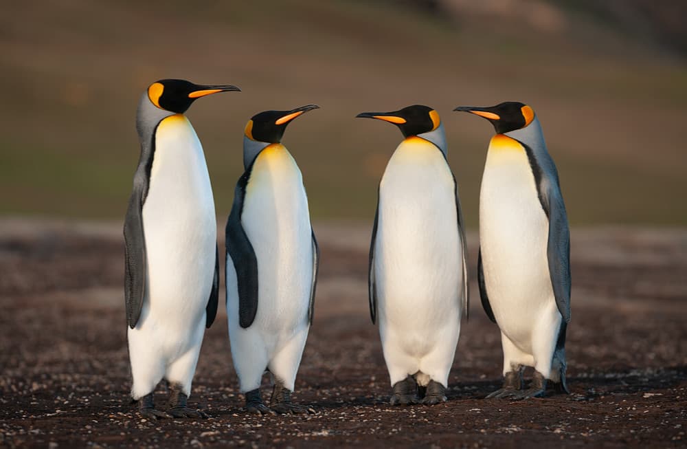 Majestic King Penguins by Joan Gil Raga — canvas wall art
