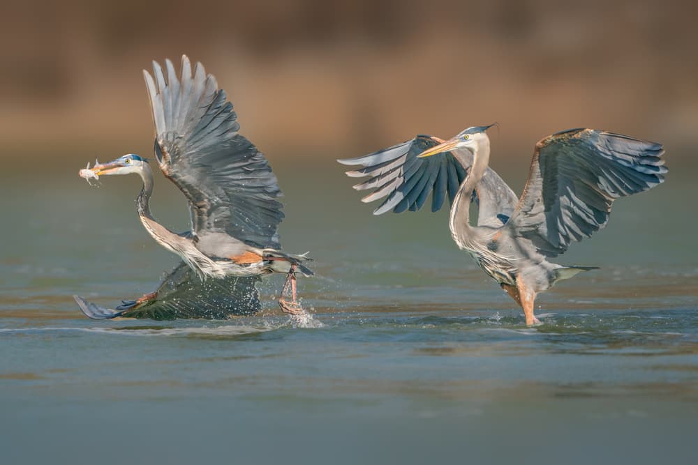 Great Blue Herons Fishing by Alex Li — canvas wall art