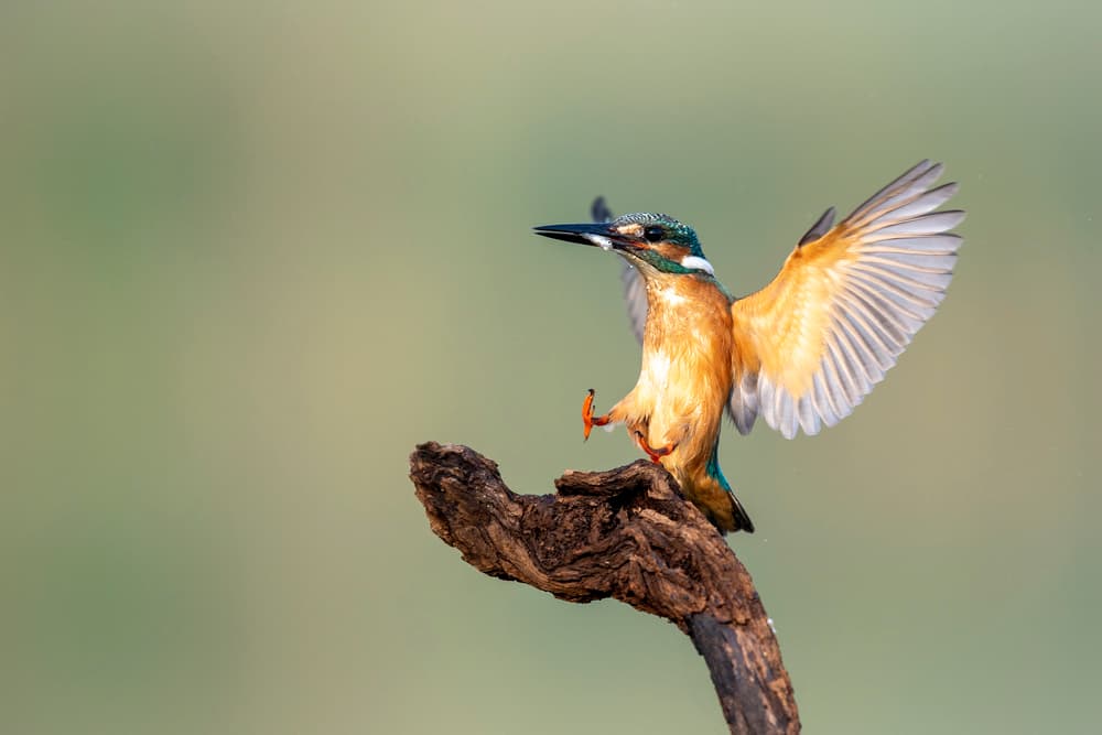 Vibrant Kingfisher Landing by Eyal Amer — canvas wall art