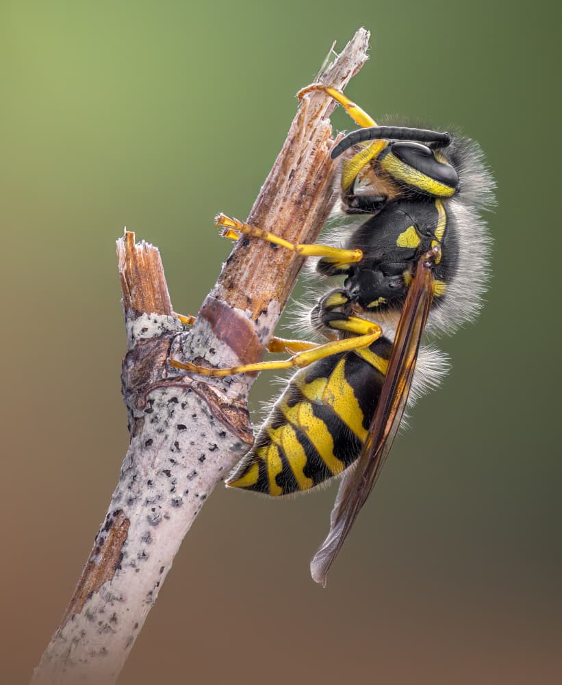 Yellow Wasp on Twig by Atul Saluja — canvas wall art