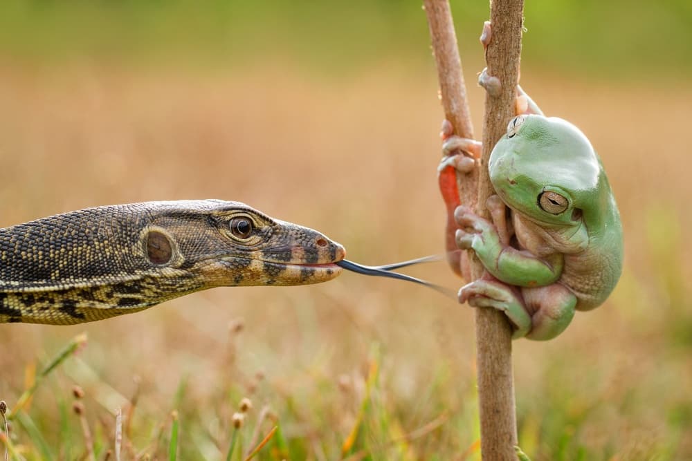 Lizard Frog Encounter by Hendy Mp — canvas wall art