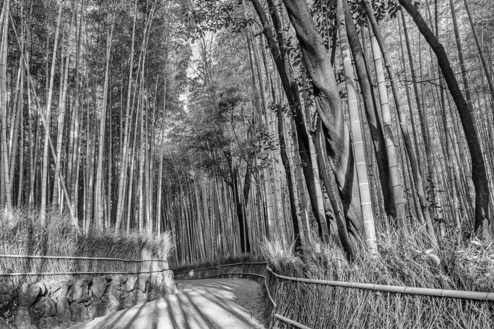 Serene Bamboo Path by Melanie Viola — canvas wall art