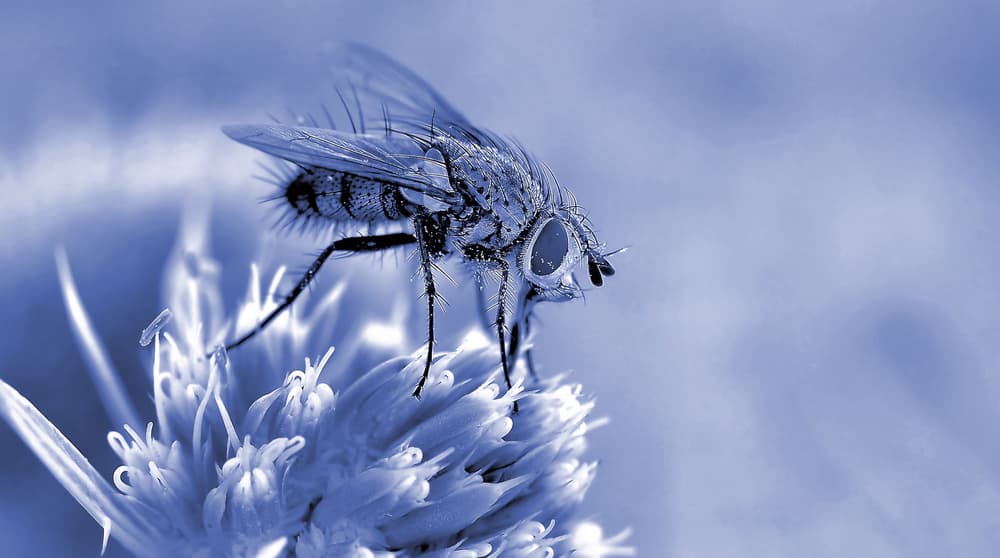 Macro Blue Fly by Thierry Dufour — canvas wall art