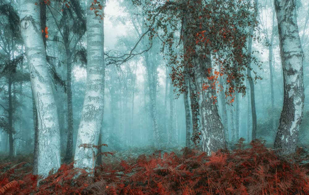 Enchanted Misty Birch Forest by Ria Groot Zevert — canvas wall art