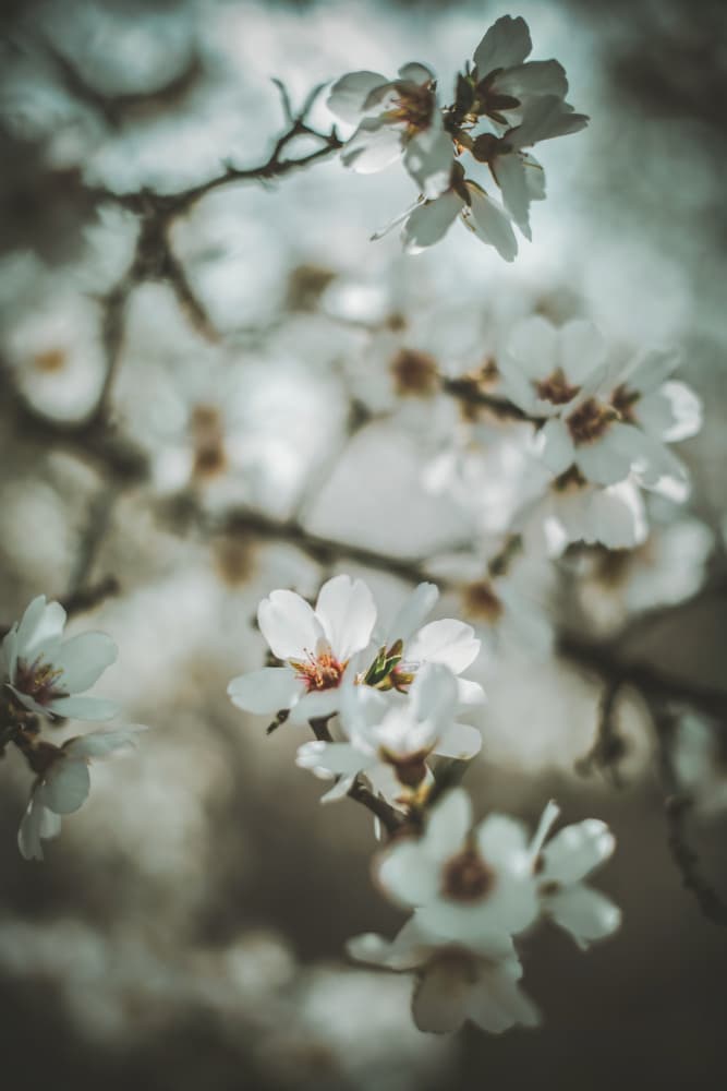 Soft White Blossoms by Tim Mossholder — canvas wall art