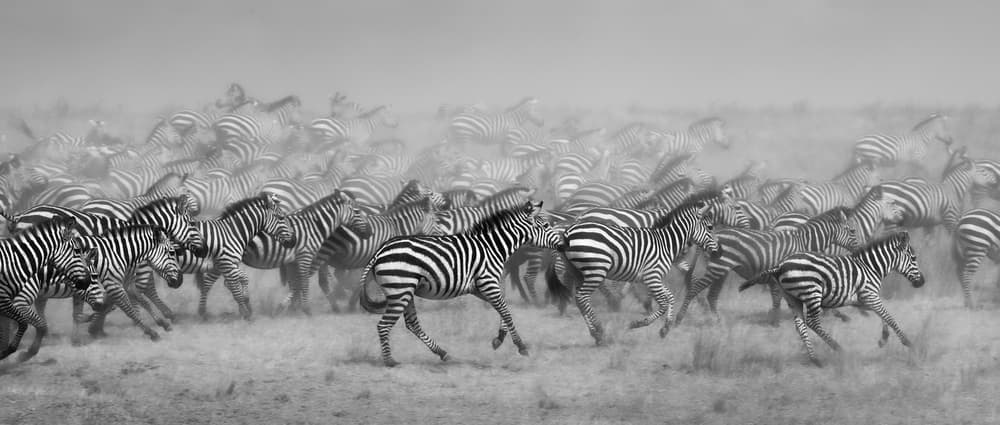 Wild Zebras Running by Ali Khataw — canvas wall art