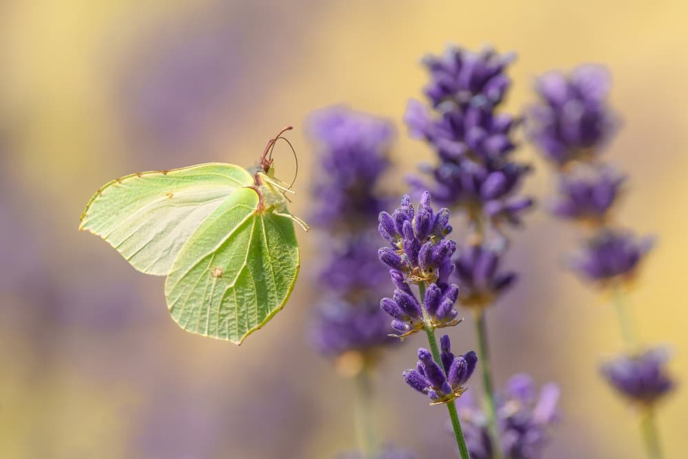Green Butterfly Lavender by Damian Stopczynski — canvas wall art