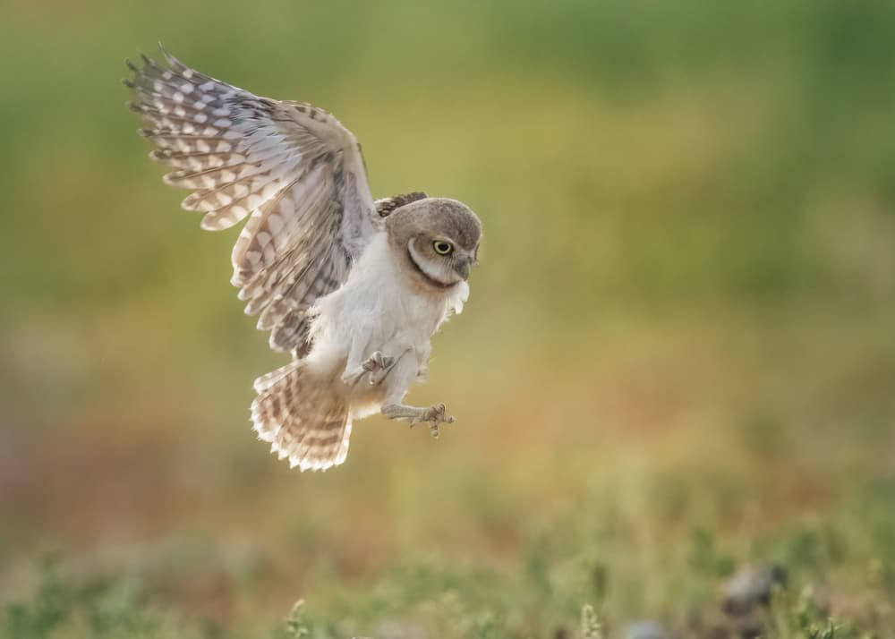 Burrowing Owl In Flight by Ming Chen — canvas wall art