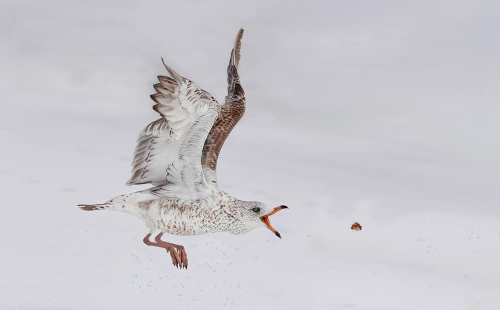 Dynamic Winter Bird by Kenneth-Wei Zeng — canvas wall art