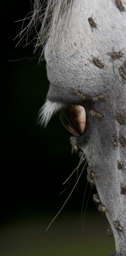 Horse Eye Fly Swarm by Milan Malovrh — canvas wall art