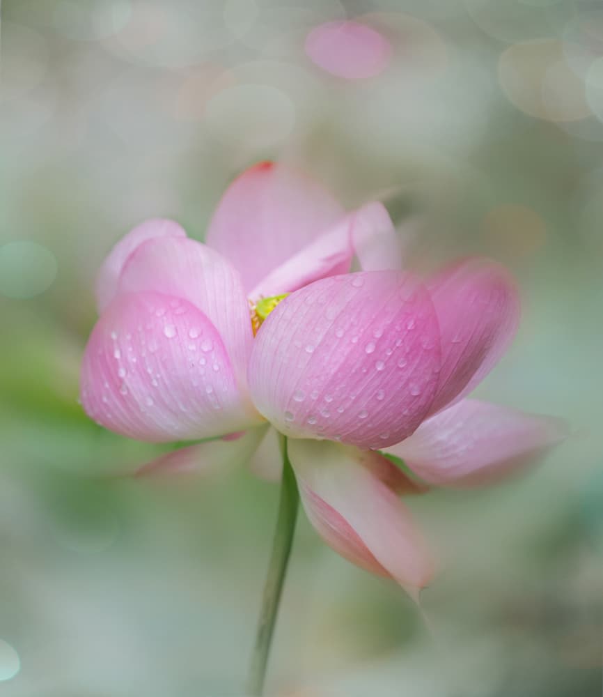 Soft Pink Lotus Bloom by YoungIl Kim — canvas wall art