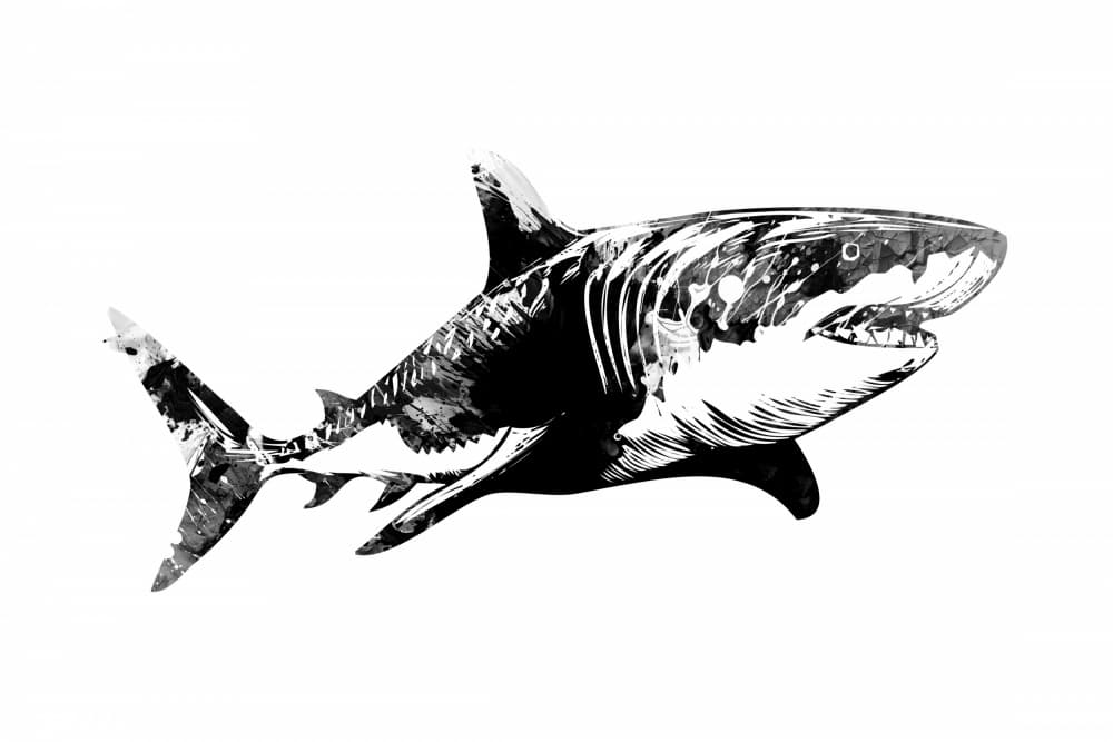 Monochromatic Great White by Rafal Kulik — canvas wall art