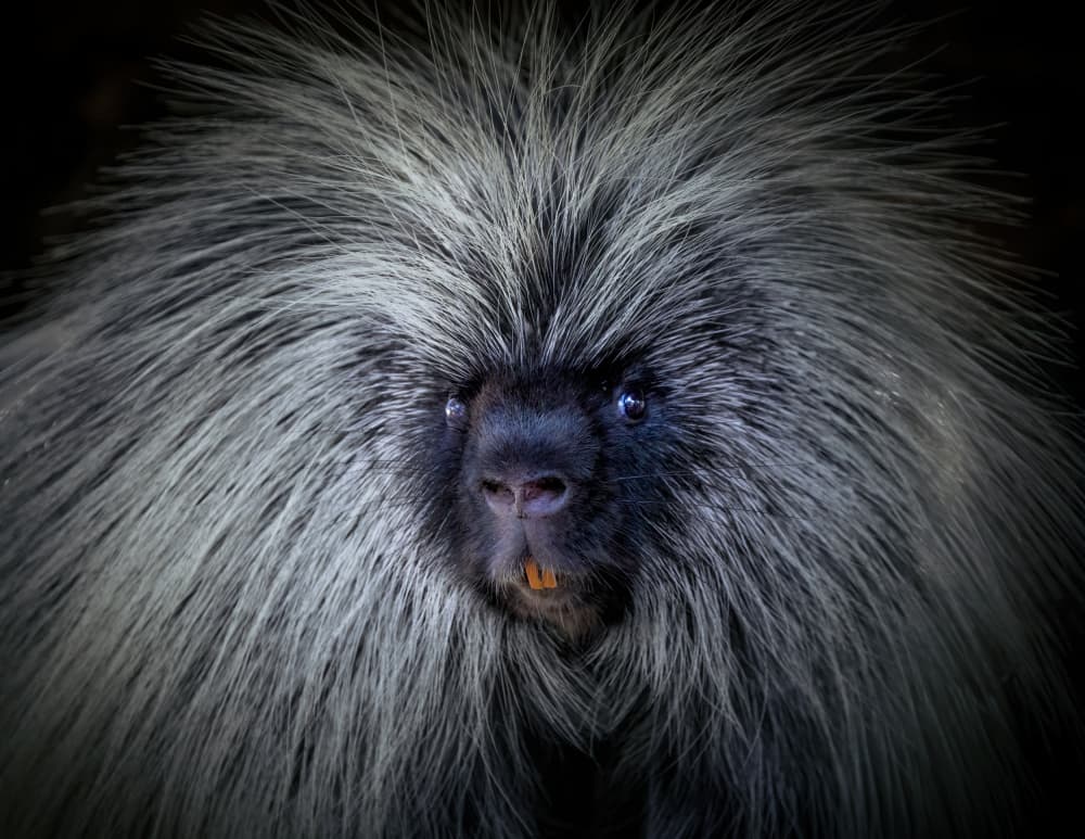 Spiky Porcupine Face by Alex Zhao — canvas wall art