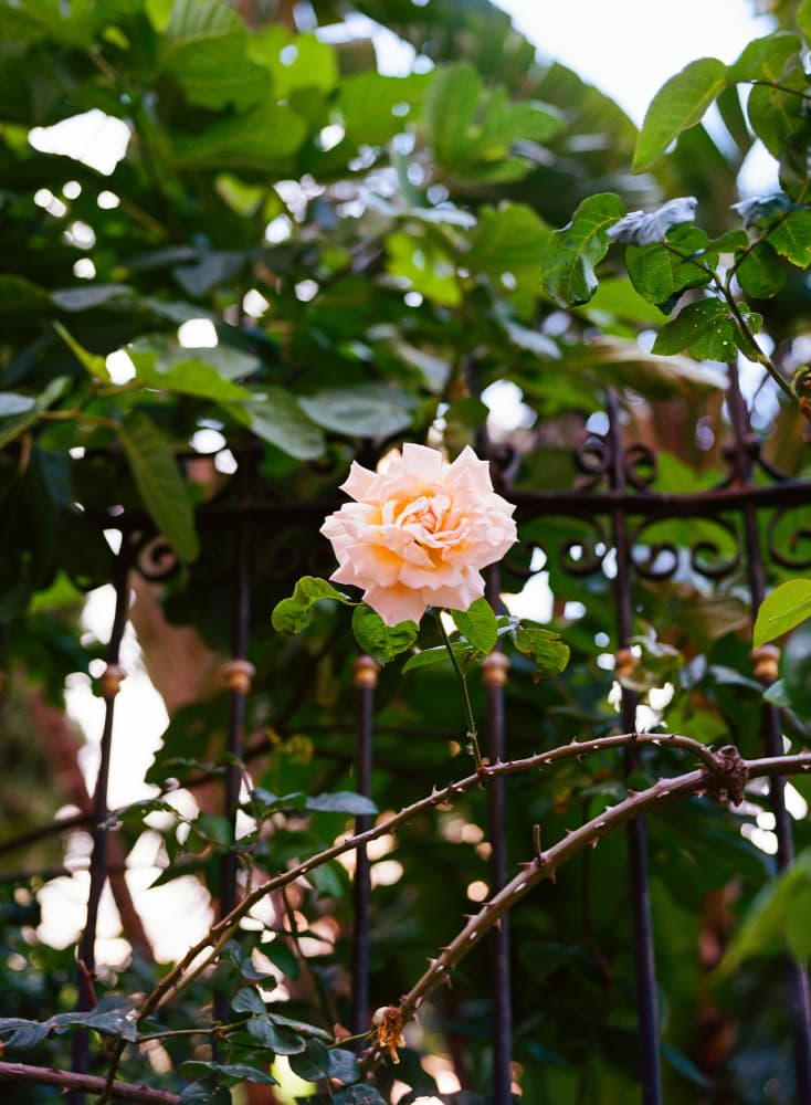 Soft Peach Garden Rose by Bethany Young — canvas wall art