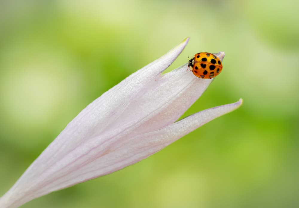 Ladybug on Petal by Atul Saluja — canvas wall art