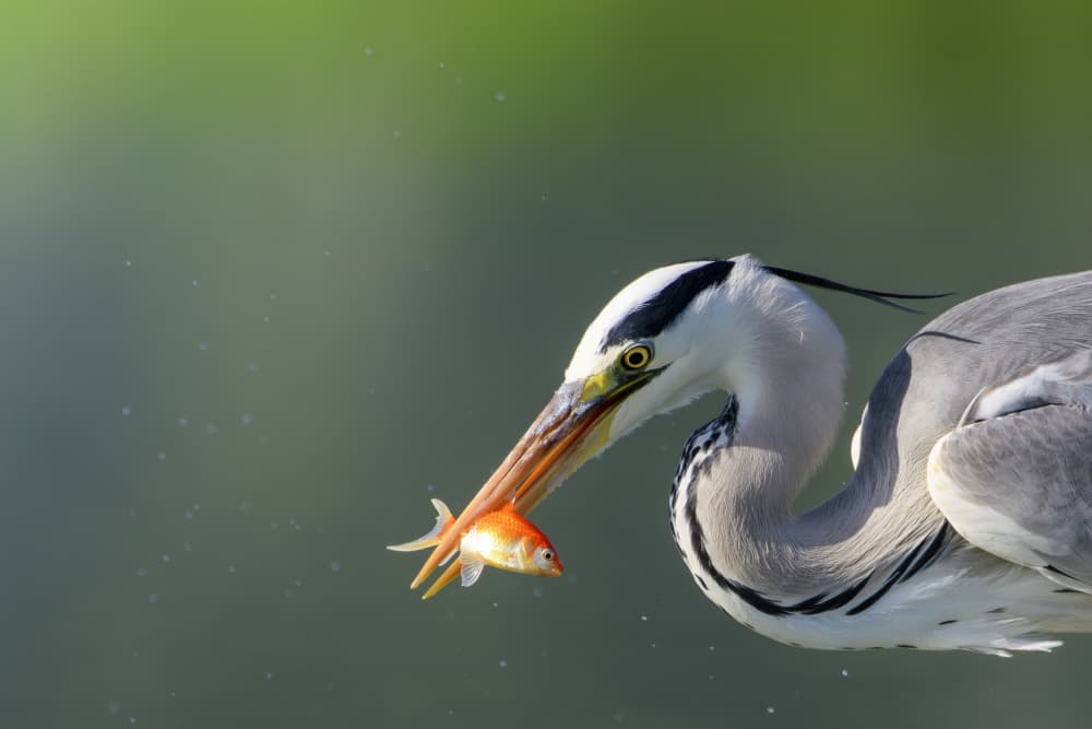 Heron's Golden Catch by Mallal Moshe — canvas wall art