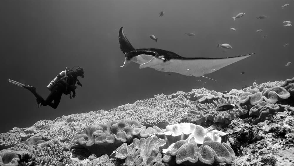 Diver Manta Encounter by Marcel Rebro — canvas wall art
